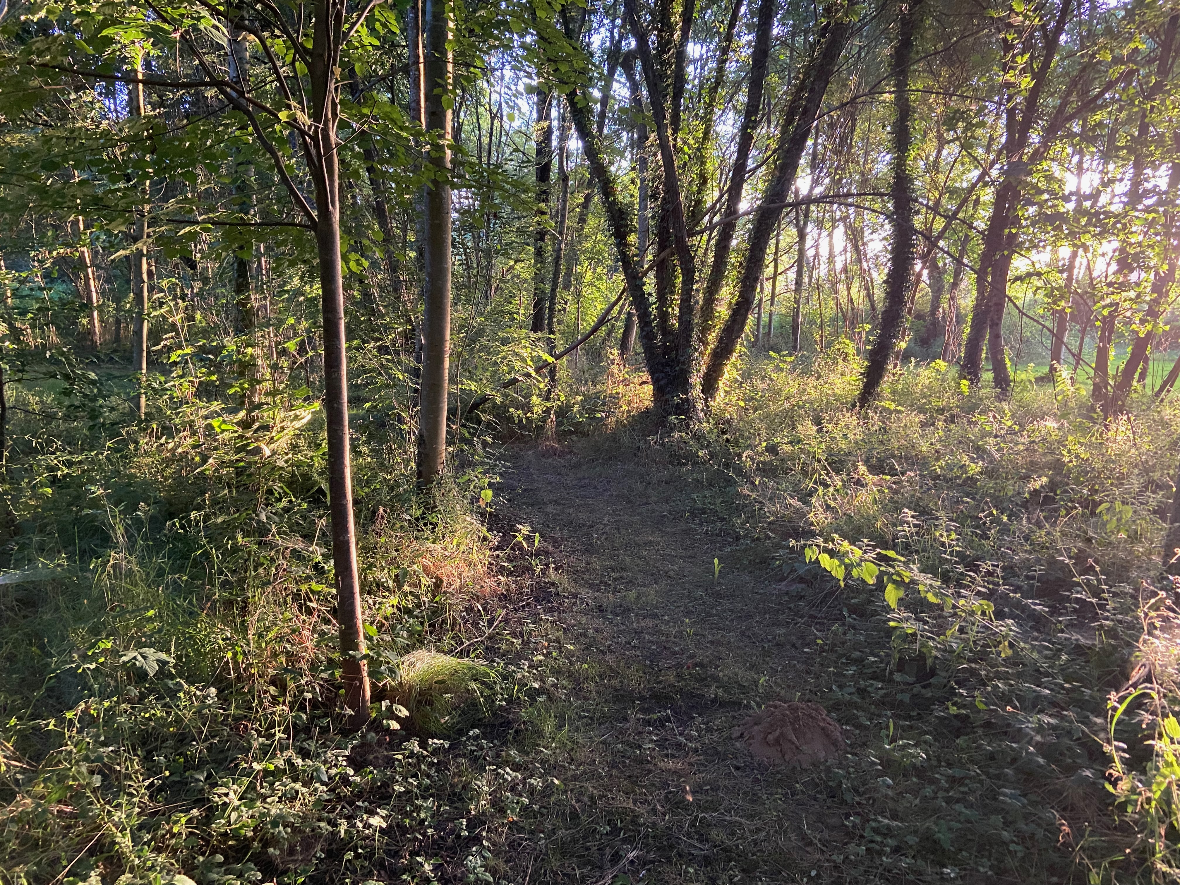The grounds